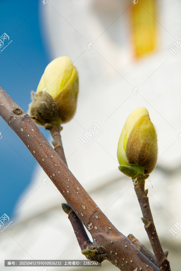 沈阳东塔寺玉兰花