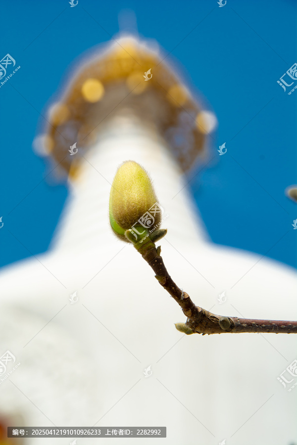 沈阳东塔寺玉兰花