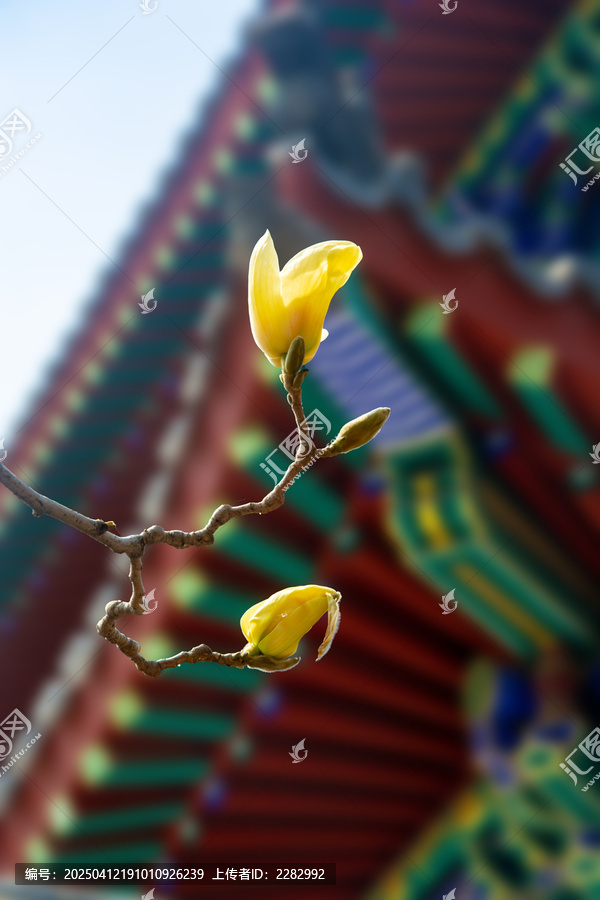 古建筑旁的玉兰花开