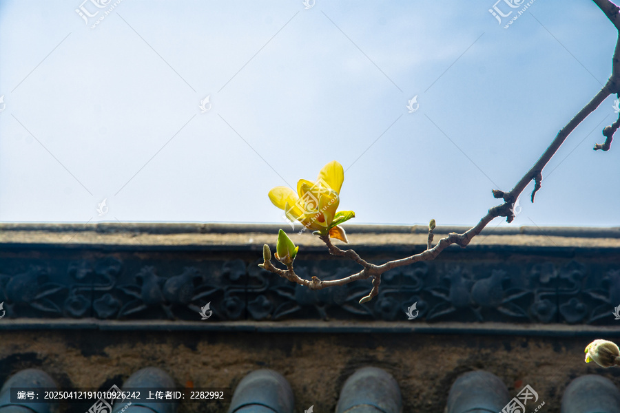 古建筑旁的玉兰花开