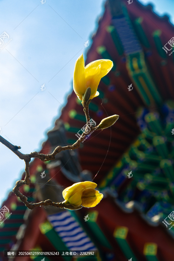 沈阳东塔寺玉兰花