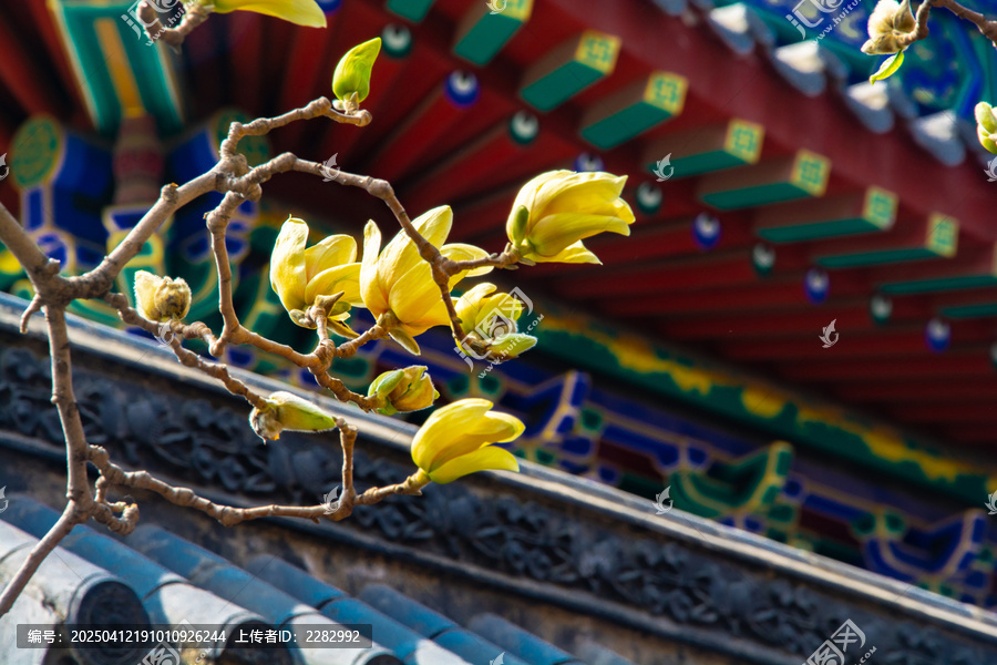 沈阳东塔寺玉兰花