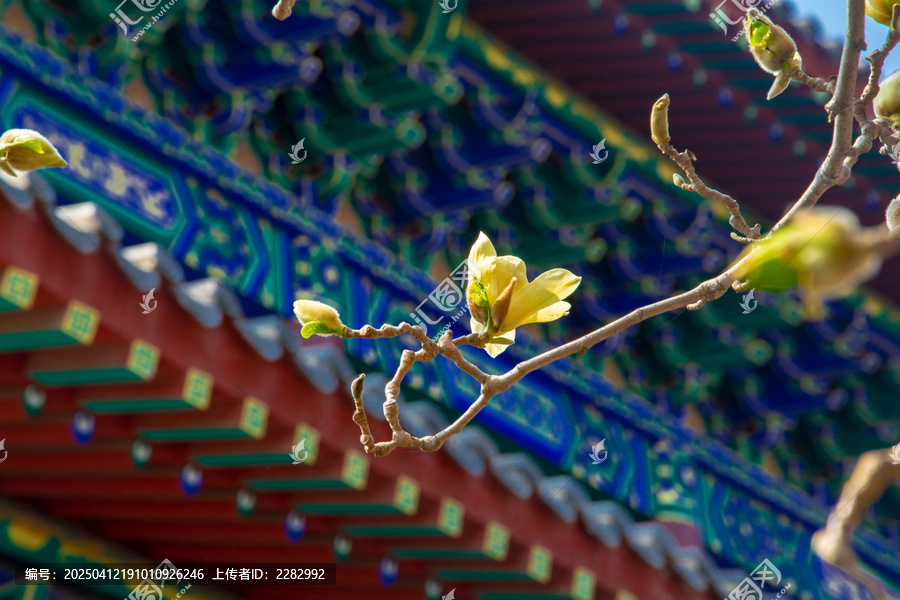 沈阳东塔寺玉兰花