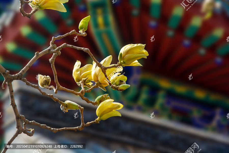 沈阳东塔寺玉兰花