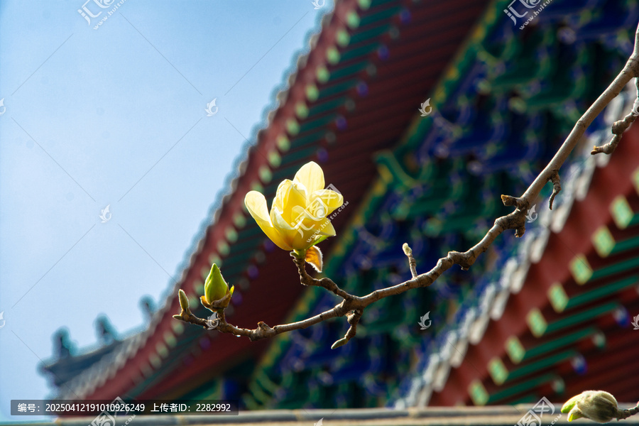 沈阳东塔寺玉兰花