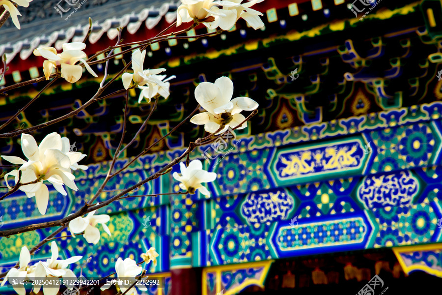 沈阳东塔寺玉兰花