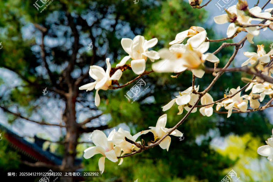 春天玉兰花开