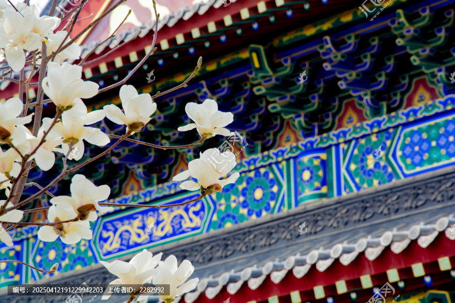 沈阳东塔寺玉兰花