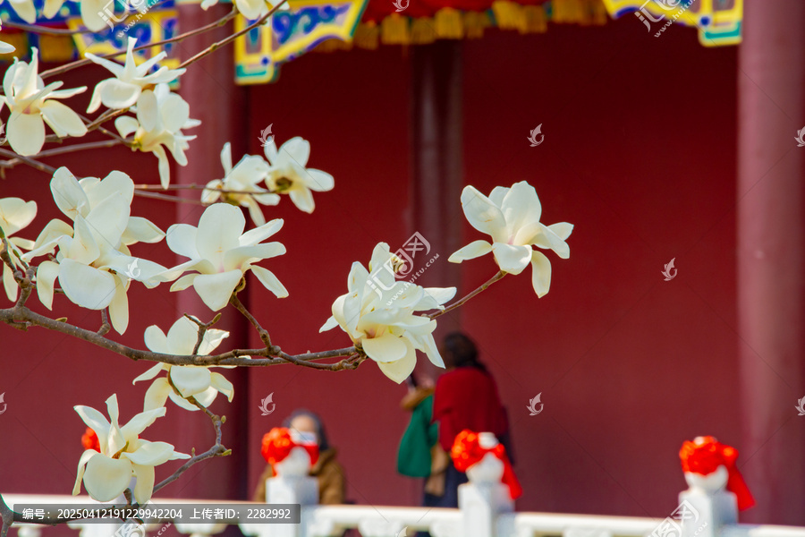 沈阳东塔寺玉兰花