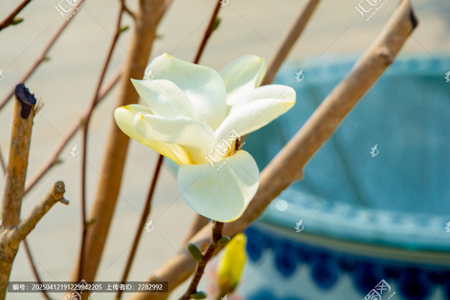春天玉兰花开