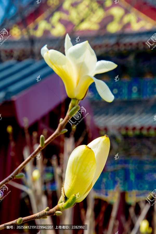 沈阳东塔寺玉兰花