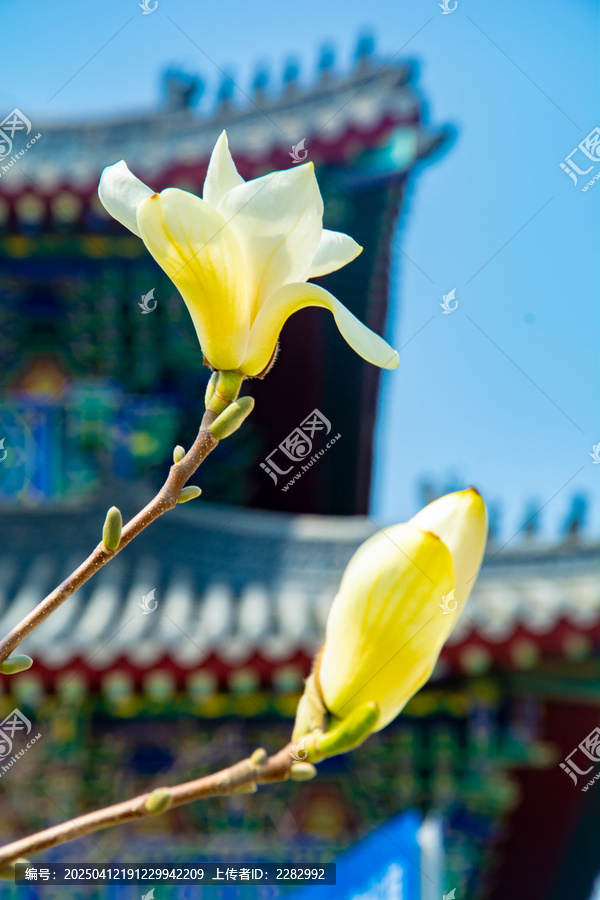 沈阳东塔寺玉兰花