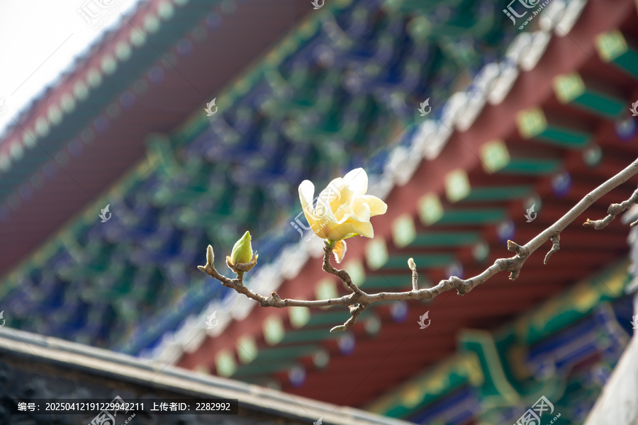 沈阳东塔寺玉兰花