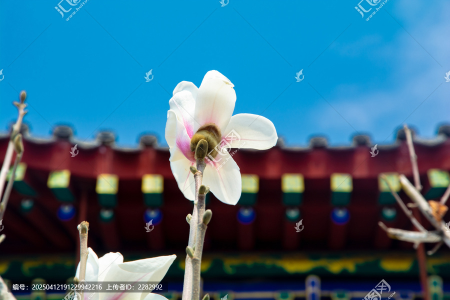 沈阳东塔寺玉兰花