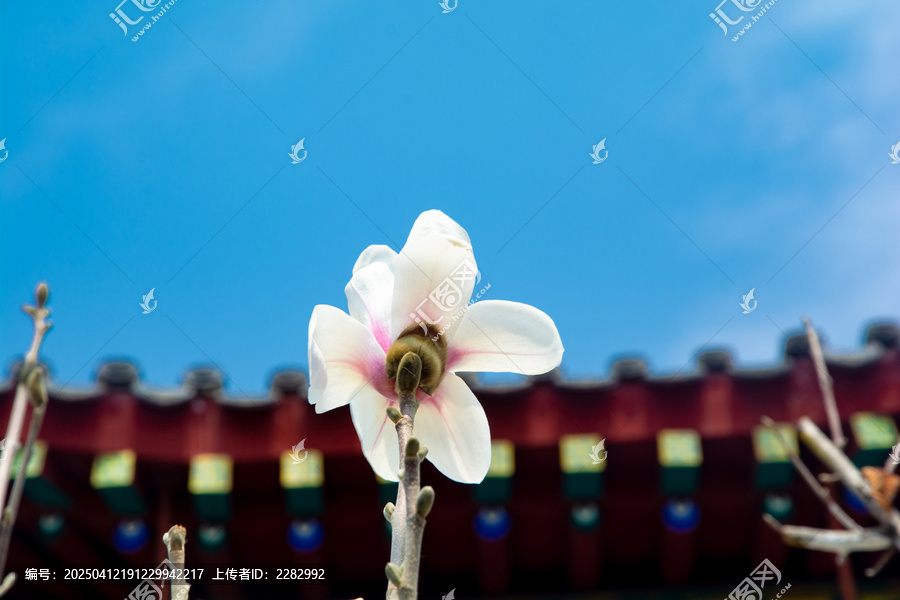 沈阳东塔寺玉兰花