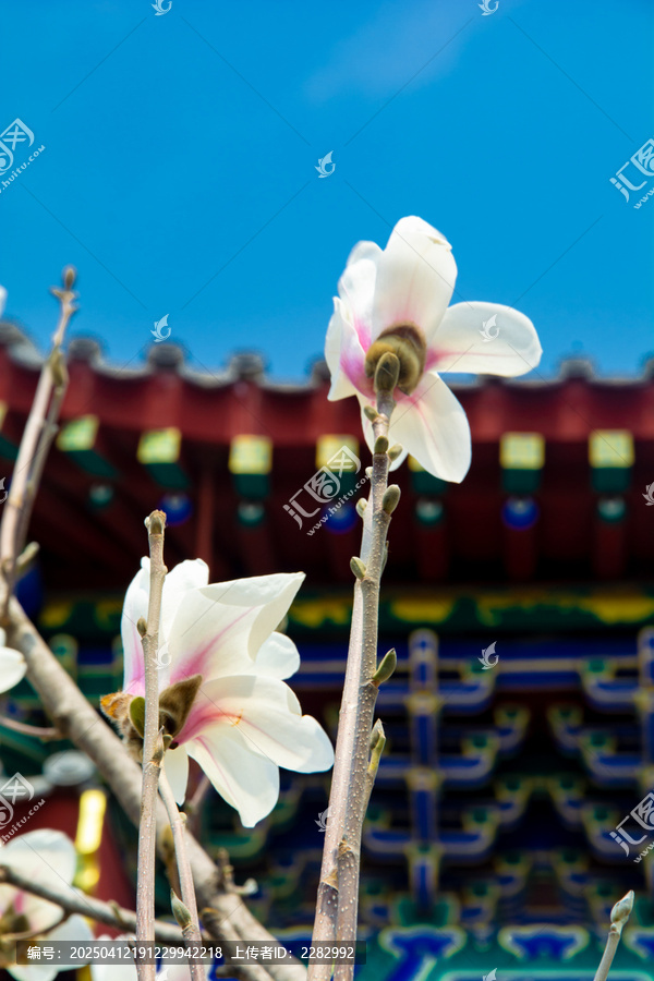 沈阳东塔寺玉兰花