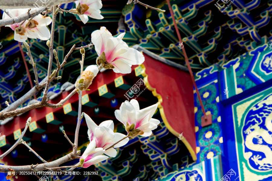 沈阳东塔寺玉兰花