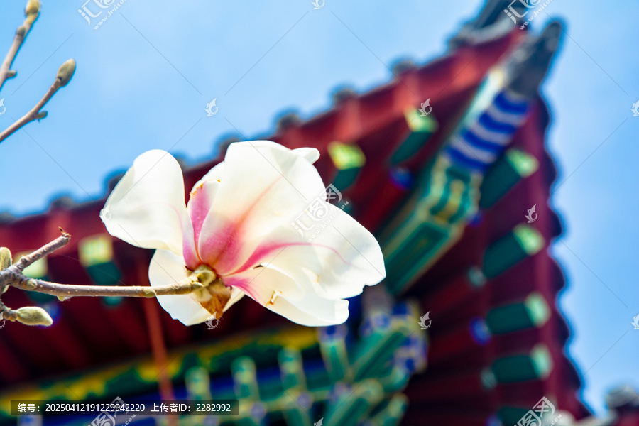 沈阳东塔寺玉兰花