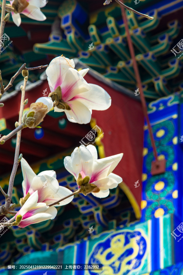 沈阳东塔寺玉兰花