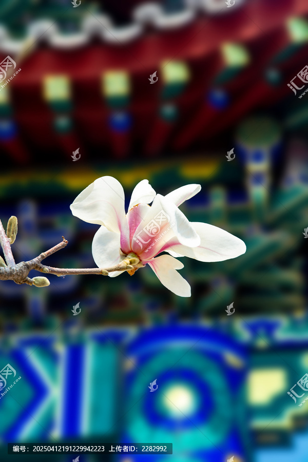 沈阳东塔寺玉兰花
