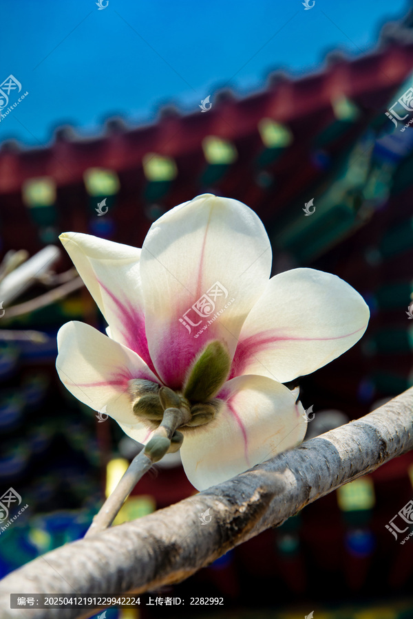 沈阳东塔寺玉兰花
