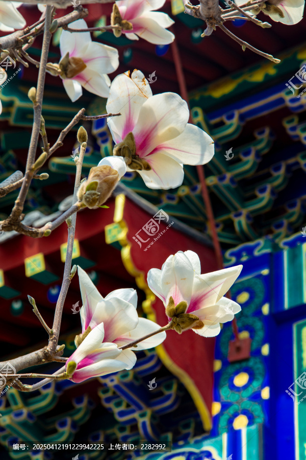 沈阳东塔寺玉兰花开