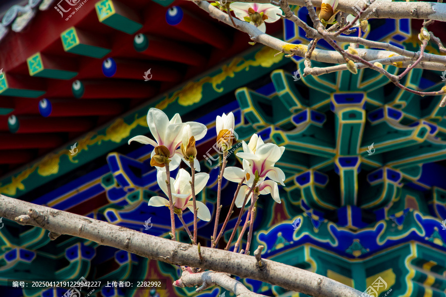 沈阳东塔寺玉兰花开