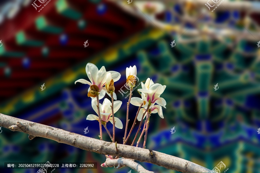 沈阳东塔寺玉兰花开