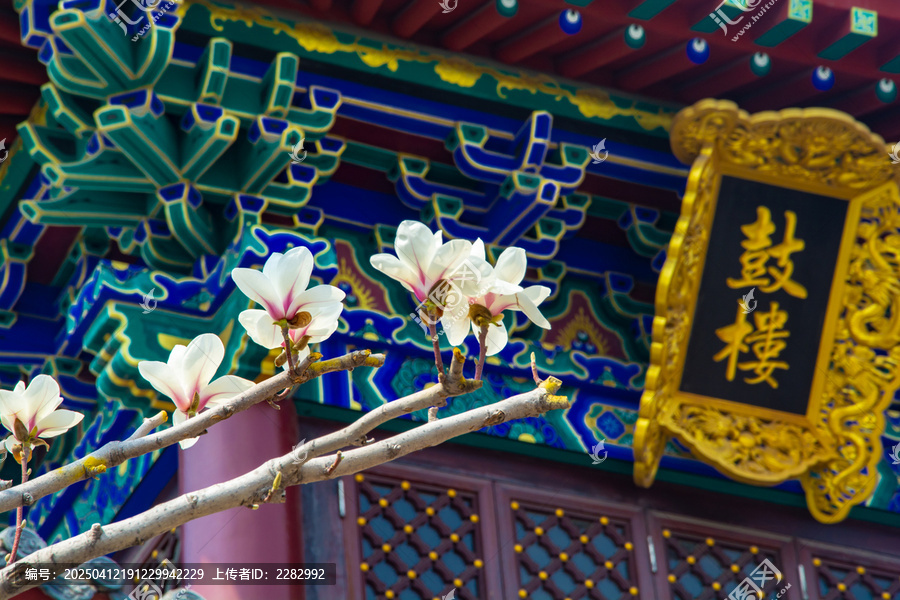 沈阳东塔寺玉兰花开