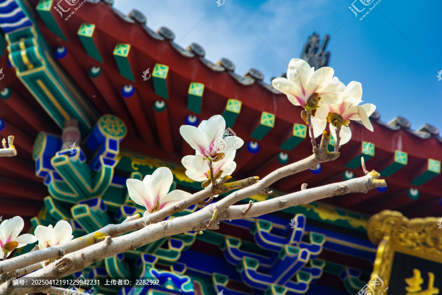 沈阳东塔寺玉兰花开