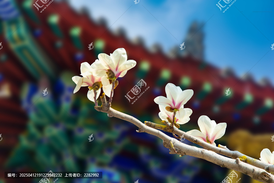 沈阳东塔寺玉兰花开