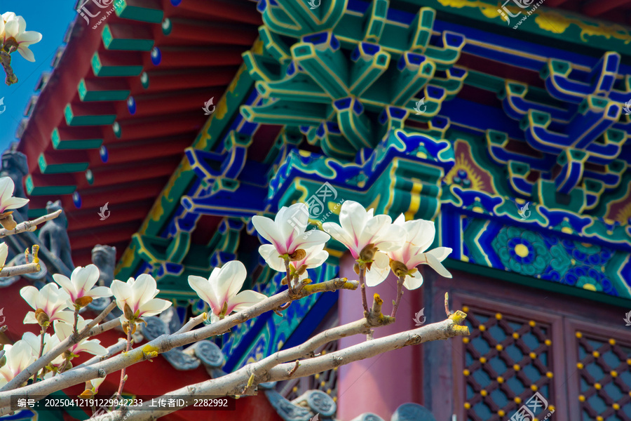 沈阳东塔寺玉兰花开