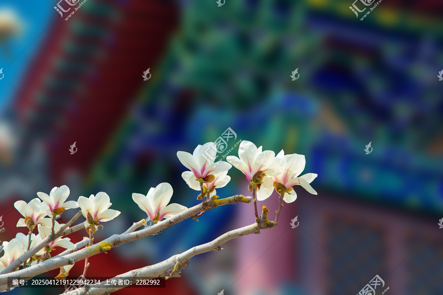 沈阳东塔寺玉兰花开