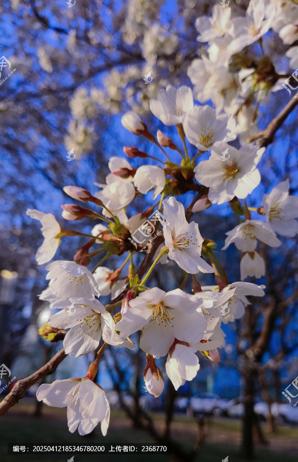 樱花