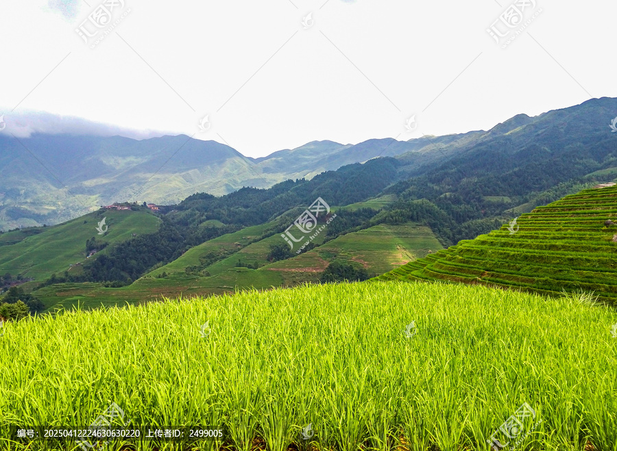 龙脊梯田