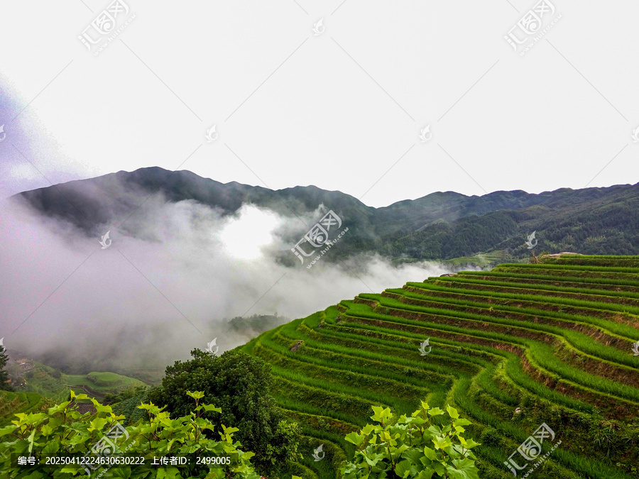 龙脊梯田