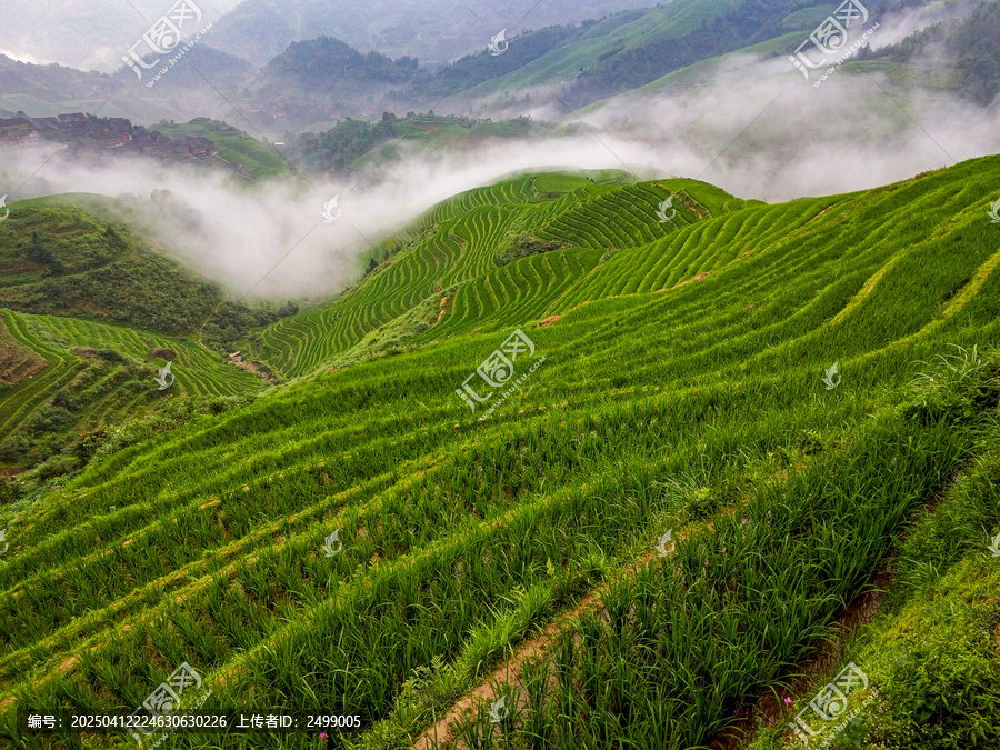 龙脊梯田