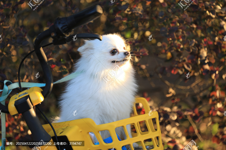 可爱博美犬
