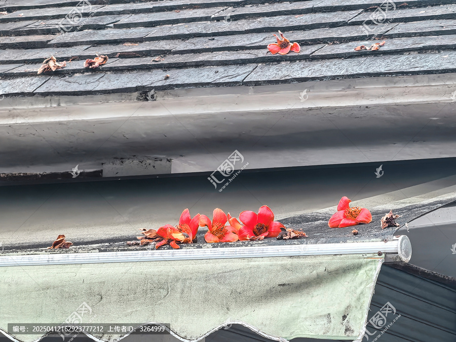 木棉花