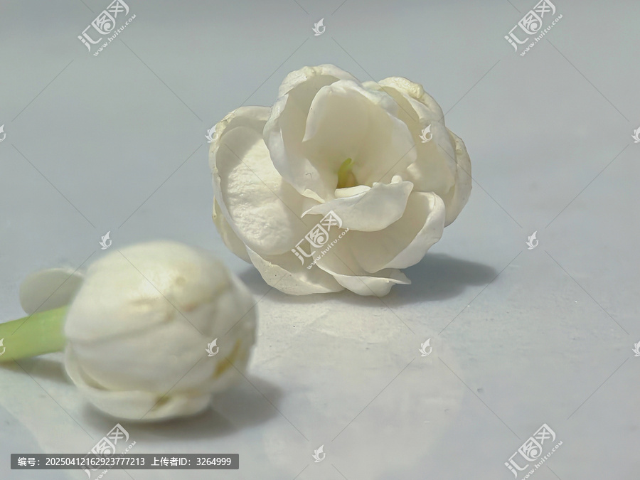 茉莉花