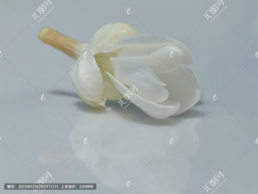 茉莉花