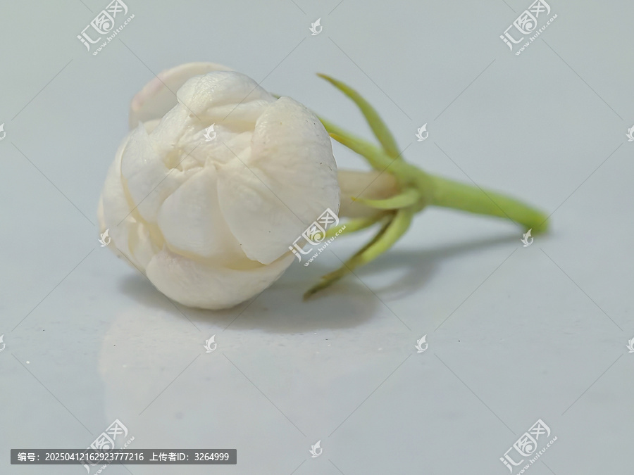茉莉花