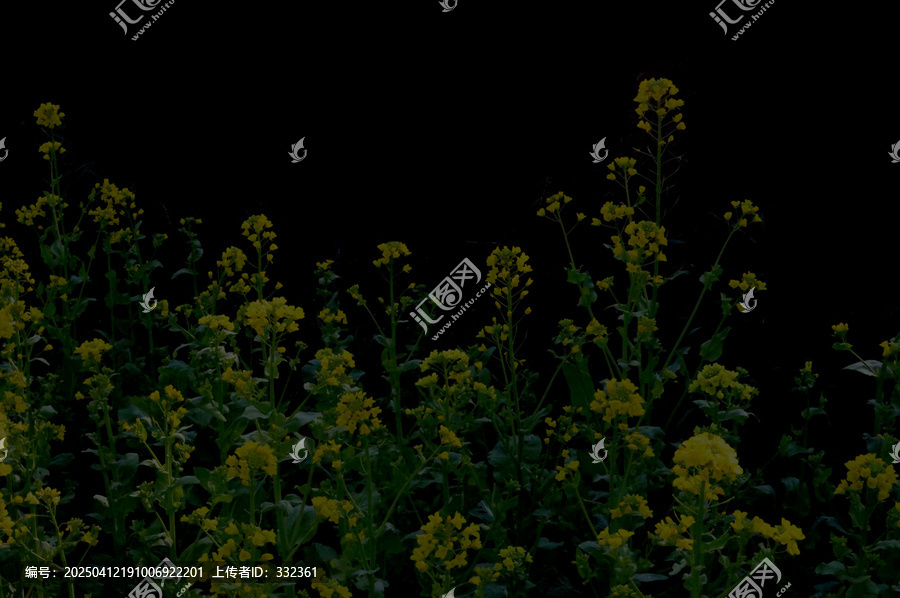 油菜花