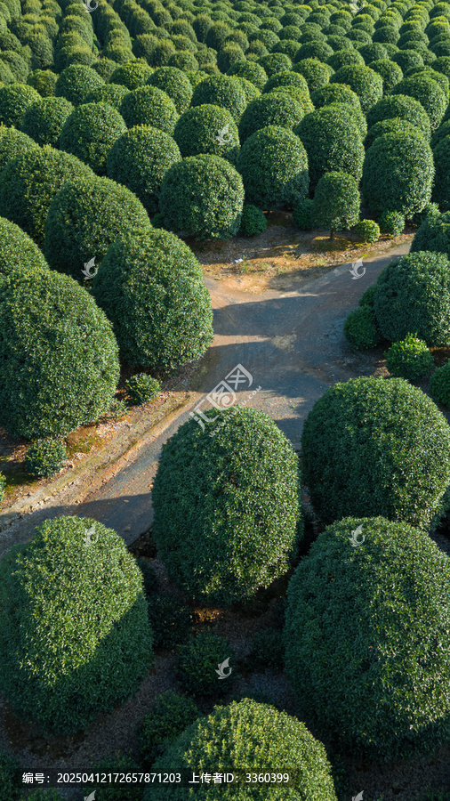 杭州桂花林