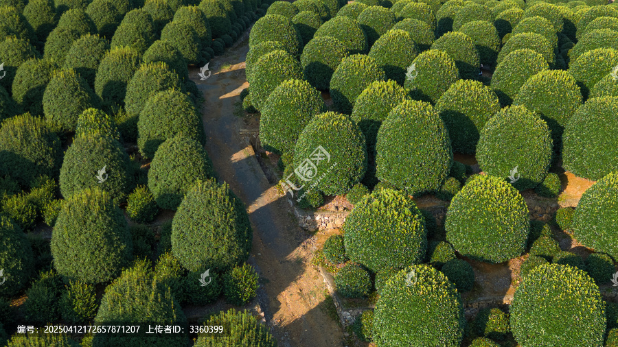 杭州桂花林