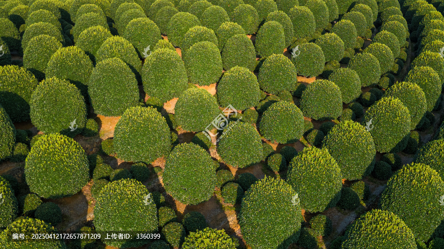 杭州桂花林