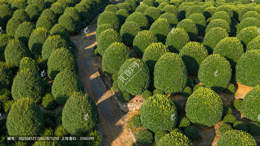 杭州桂花林