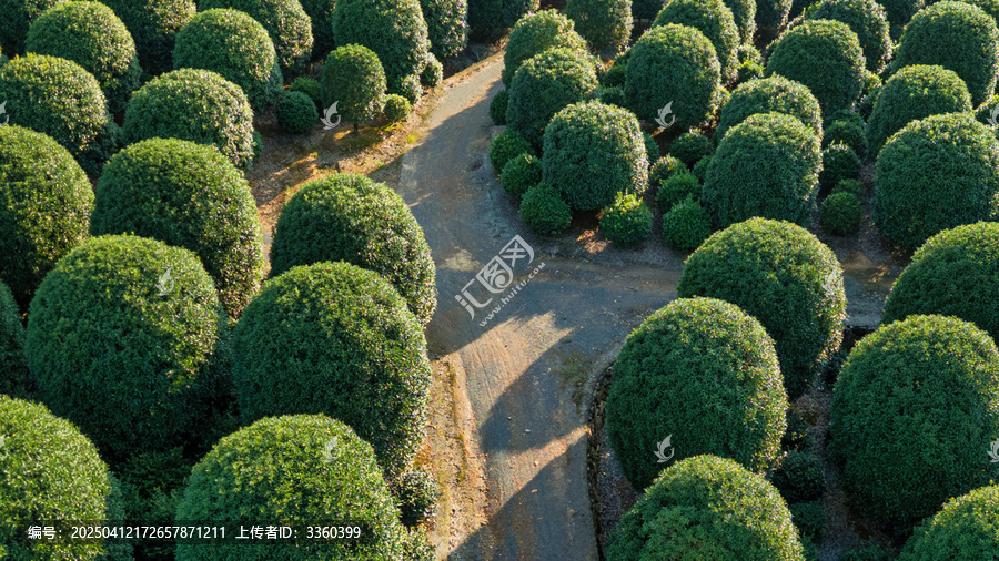 杭州桂花林