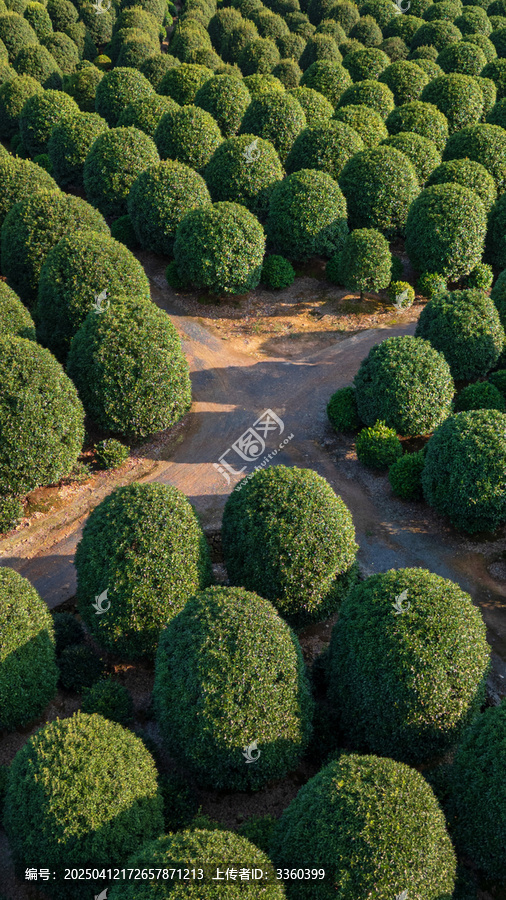 杭州桂花林