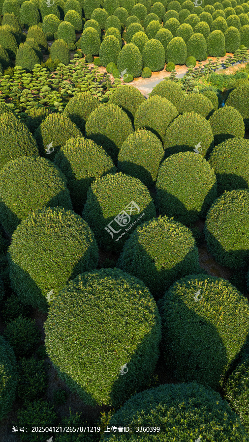 杭州桂花林